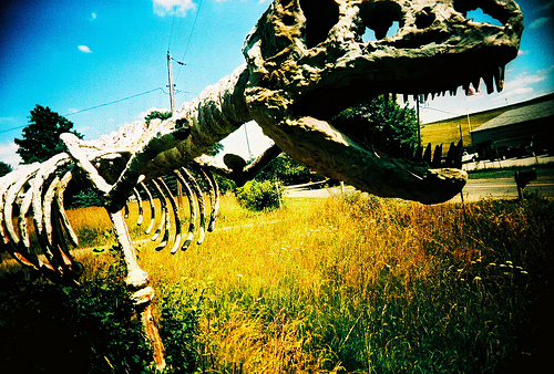 t rex skeleton 