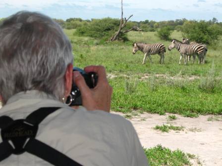 photographing zebras