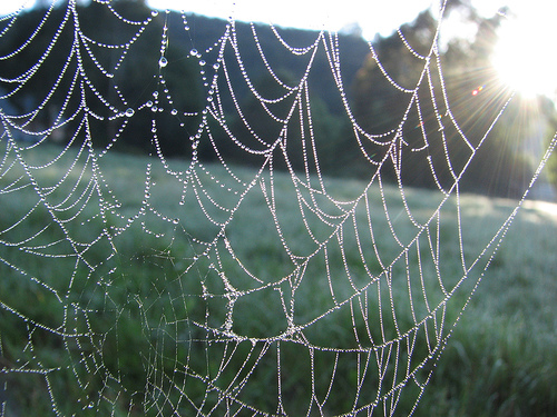 spiderwebs