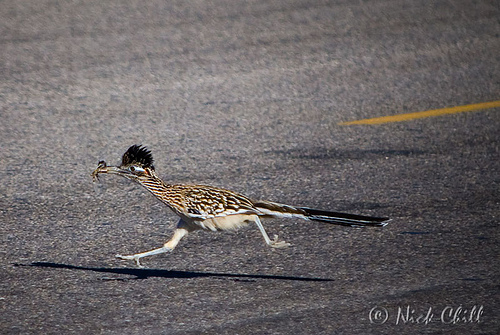 roadrunner